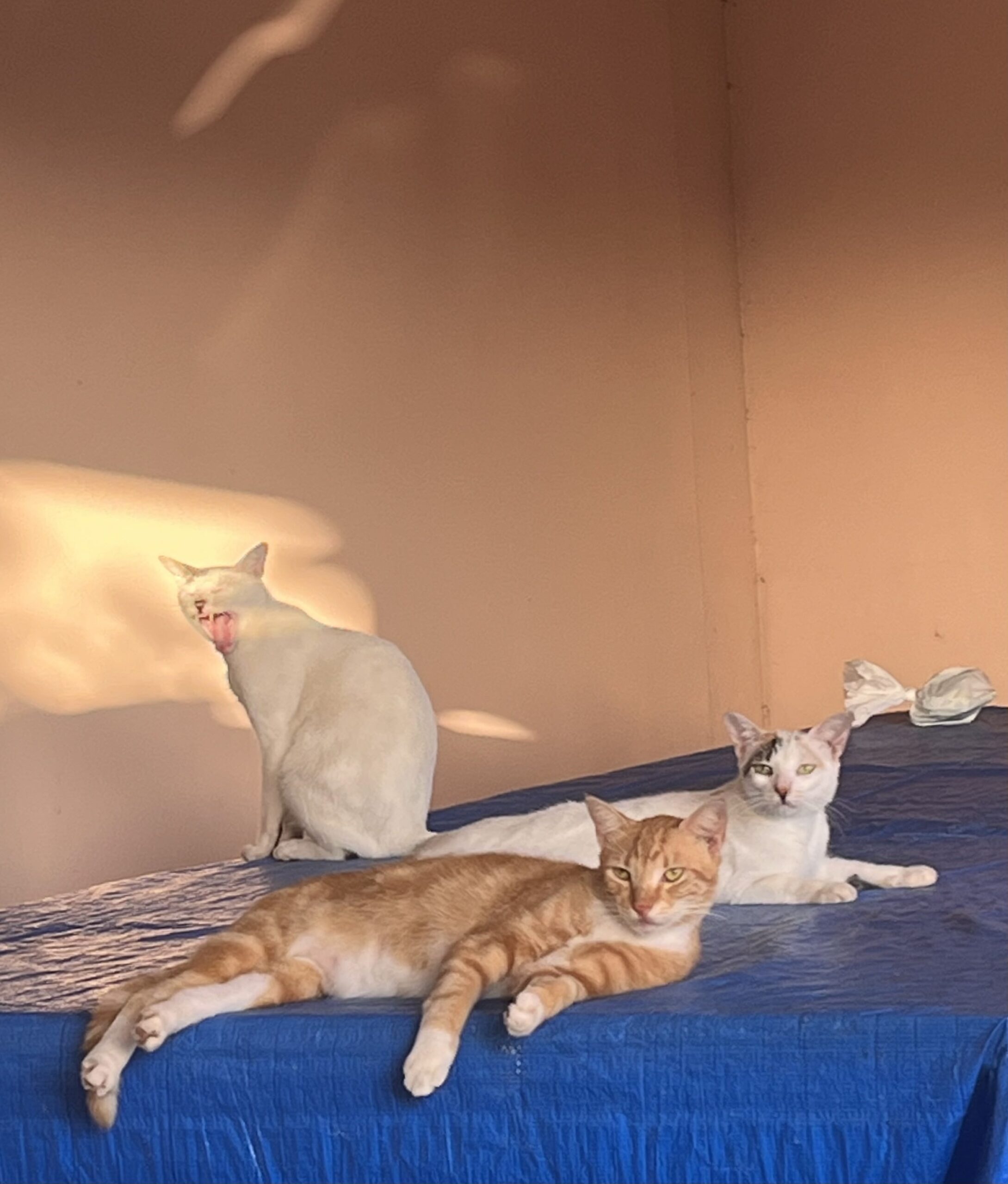 kevan’s kittens